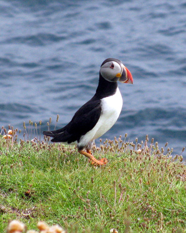 David Oldman from London sent this photo saying, "I had never seen a puffin before (I am 59), and this one popped up as I was sauntering along the clifftop in Papa Westray".