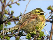 Cirl Bunting