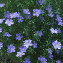 Linum perenne, Flax