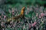 Red grouse. Copyright National Trust for Scotland. Licensor www.scran.ac.uk.