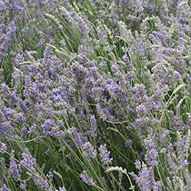 Lavandula x intermedia 'Grosso'