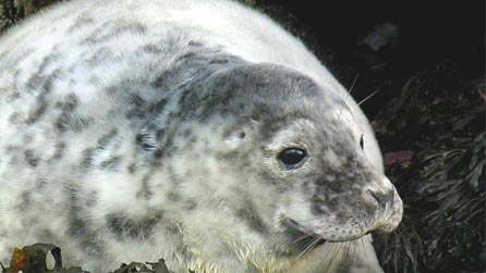 Grey seal pup by Top Sausage Lobber on Flickr.