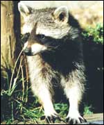 Racoon