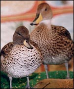 Ducks at the Town and Country Festival 