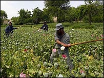 پلیس افغان در حال تخریب مزار خشخاش (آرشیو)