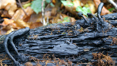 The aptly named deadman's fingers clinging to a rotting log.