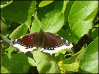 Camberwell butterfly by Peter Coxage