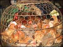 FAO muốn tách riêng gà nuôi lẻ và nuôi công nghiệp