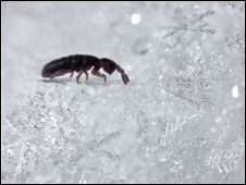 Ногохвостка