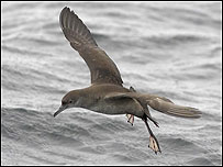 A balearic shearwater in flight