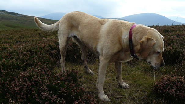 Briar, the SARDA rescue dog, standing in heather