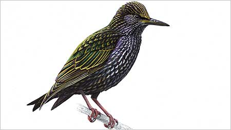 Starling c/o RSPB Image and Mike Langman