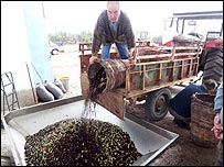 unloading olives