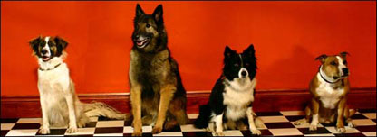 Different breeds of dogs