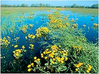 North Meadow c/o English Nature