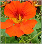 Nasturtium