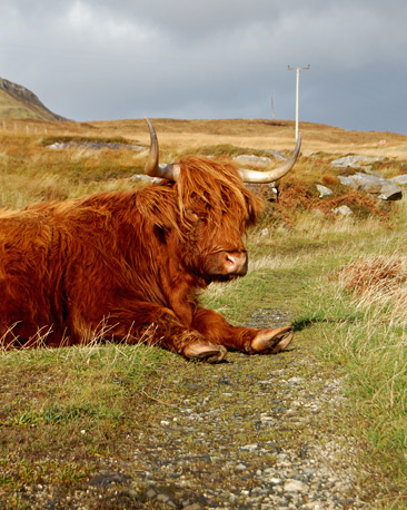 A highland cow lying down