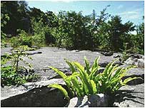 Limestone pavement c/o Natural England and Paul Glendell