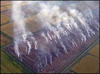 Sugar crops burnt back