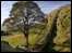 Tree on Hadrian's Wall. Photo: Tom Pugh