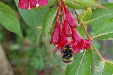 bee on red flower