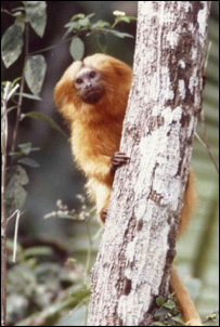 Mico-leão dourado (Foto: Russell Mittermeier/ CI)