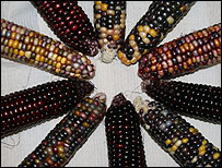 10_corn.jpg
