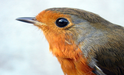BBC Radio Foyle - Breathing Places Gallery
