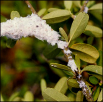 دپخته ګک ناروغي