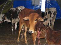 قربانی کے جانور