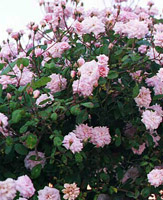 Climbing roses 'cecile brunner'