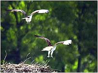 ospreys in flight c/o PA Images