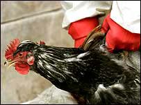 Kuře určené k utracení