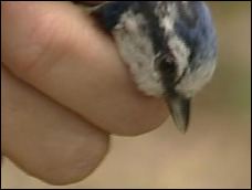Researcher ringing a blue tit
