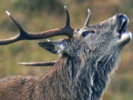 Stag