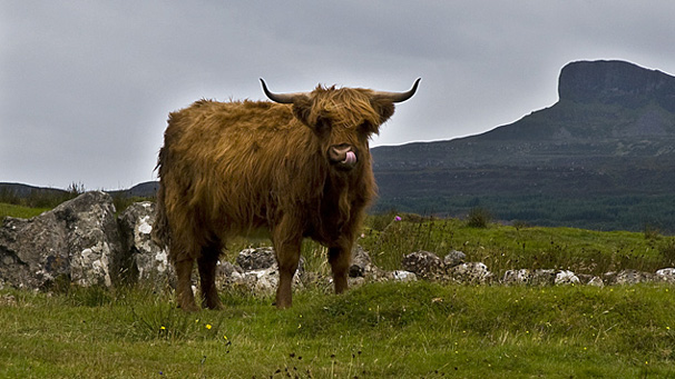 Andy Grant from Crewe visited Eigg recently where he came across this Highland cow. According to Andy the cow seemed, "very intent on licking as much of his face as possible."