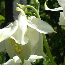 Aquilegia vulgaris
