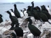 Shags and Guillemots