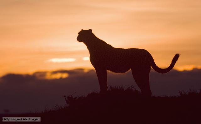 Cheetah (image: (image: Getty images / Gallo images) 
