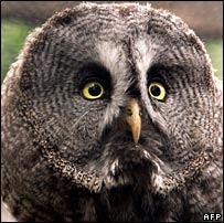 A great grey owl