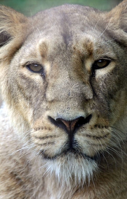 A female Asiatic lion