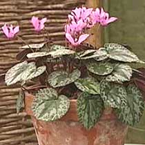 Cyclamen