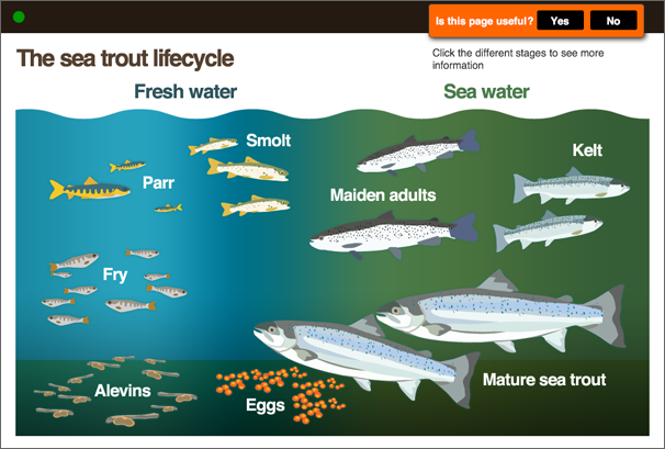 Buttons at the top of the screen allowed users to rate each piece of content during the show.