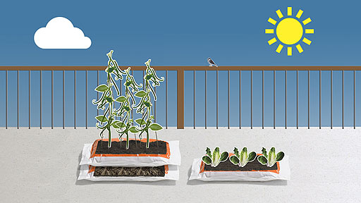 Beans growing in two growbags on top of each other, salad growing in one growbag