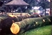 Cwympo coed (llun a dynnwyd o'r clip fideo)