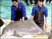 سد يانگتسه چين