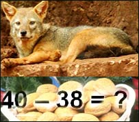 شغال و تقريق چارمغز ها