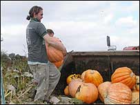 Loading pumpkins into the trailor