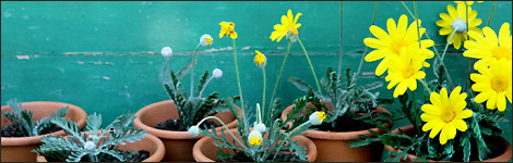 Plant pots