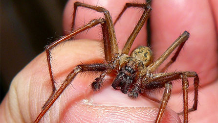 House spider by Charles Dawson.